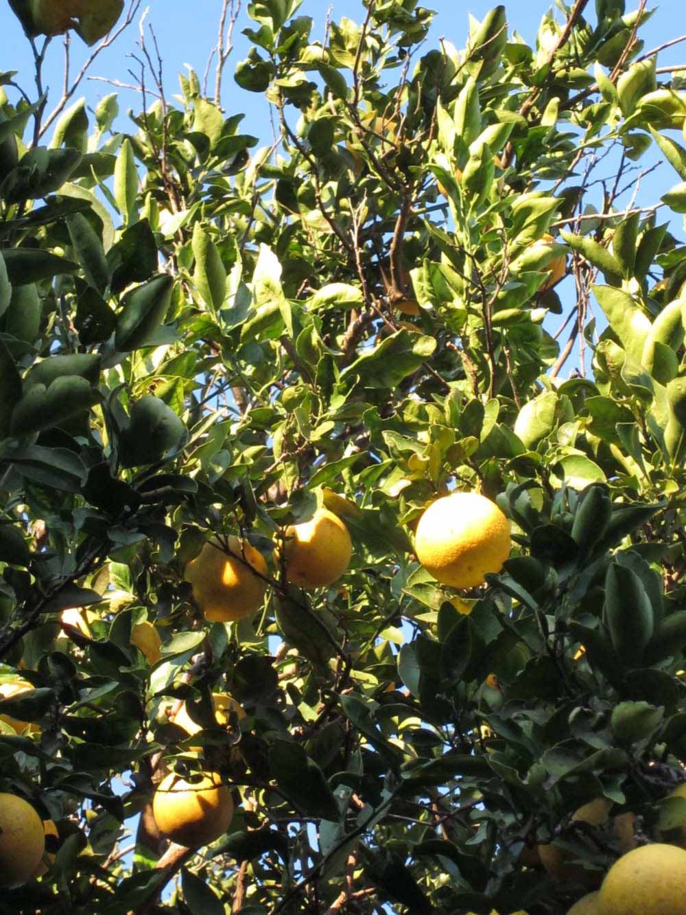              Sun leaves (Winter Haven, FL)       